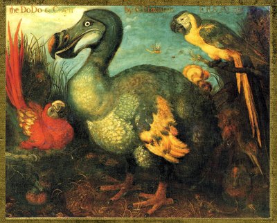 Illustrazione/Raphus cucullatus/Dodo di Mauritius/Dronte da Unbekannt