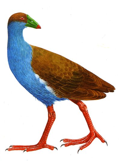 Illustrazione/Trybonyx roberti da Unbekannt
