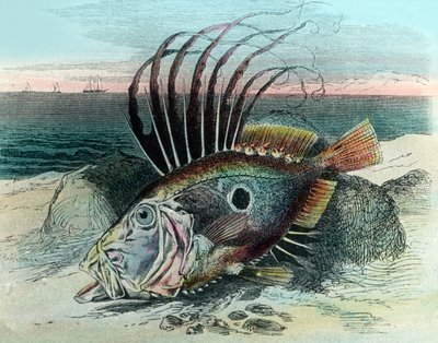 Illustrazione di un pesce San Pietro (Zeus faber) da Unbekannter Künstler