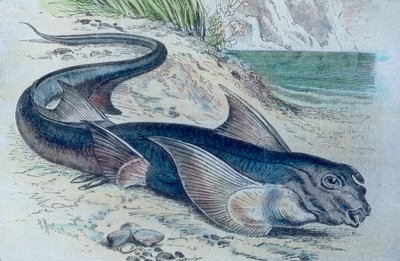 Illustrazione di una chimera (Hydrolagus colliei) da Unbekannter Künstler