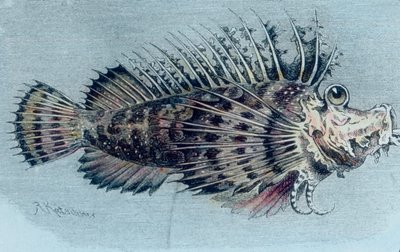 Illustrazione di un pesce cresta (Lophotidae) da Unbekannter Künstler