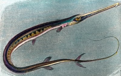 Illustrazione di un pesce spada (Xiphias gladius) da Unbekannter Künstler
