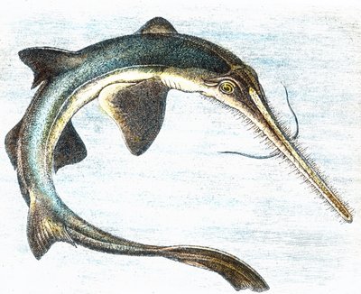 Illustrazione di un pesce spada (Xiphias gladius) da Unbekannter Künstler