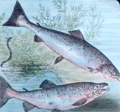 Illustrazione di salmone e trota salmonata da Unbekannter Künstler