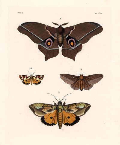 Imbrasia epimethea (Saturnia epimethea) 1, falena rosa-striata, Anisota virginiensis (Dryocampa virginiensis) 2, Crameria aegocera (Aegocera amabilis) 3, e Eudocima materna (Triphaena materna) 4. Litografia a mano colorata da John O. Westwood