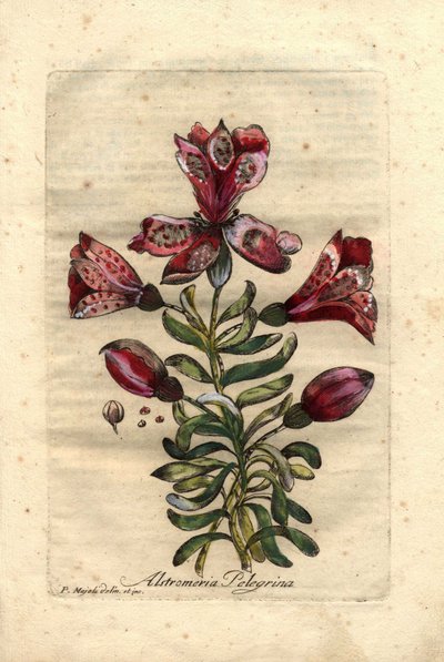 Giglio degli Inca (Alstromeria pelegrina), originario di Perù e Cile. Descrizione di fiori, foglie, stelo e semi. Eau forte en couleurs, disegno di P.Maioli, incisione di Giuseppe Bianchi, pubblicato nel 1786, in John Hill