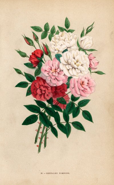 Rose a bottone indiane, pompon del Bengala, ibridi di Rosa chinensis. Cromolitografia disegnata e litografata da F. Grobon da Les Roses di Hippolyte Jamain e Eugene Forney, Parigi, J. Rothschild da Unbekannter Künstler