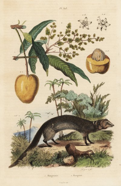 Mangusta grigia indiana, Herpestes edwardsi 1 e mango, Mangifera indica 2 da Unbekannt