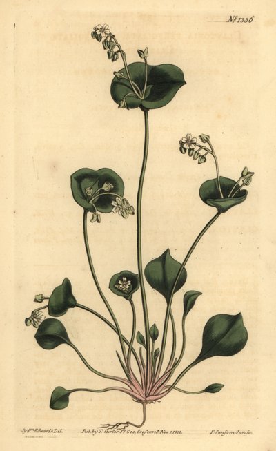 Claytonia perfoliata da Unbekannt