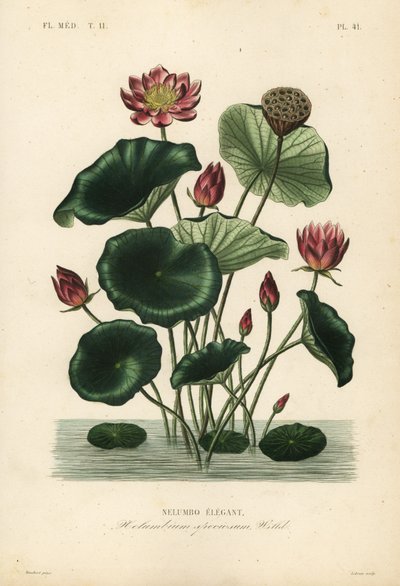 Loto indiano, Nelumbo nucifera da Unbekannt