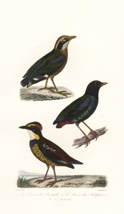 Pitta indiana, pitta incappucciata e pitta fasciata di Giava da Unbekannter Künstler