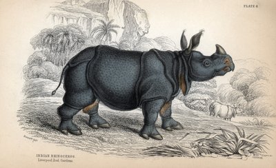 Rinoceronte indiano (Rhinoceros unicornis o indicus), specie in pericolo. Incisione su rame di William Lizars, basata su un disegno di James Stewart, pubblicata nella Naturalist Library: mammiferi, pachidermi e quadrupedi con pelle fine, a cura di W. H. Li da Unbekannter Künstler