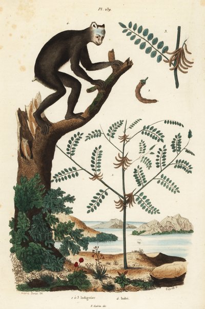Pianta di indaco, Indigofera atropurpurea, e indri o babakoto, Indri indri, lemure in pericolo critico da Unbekannt