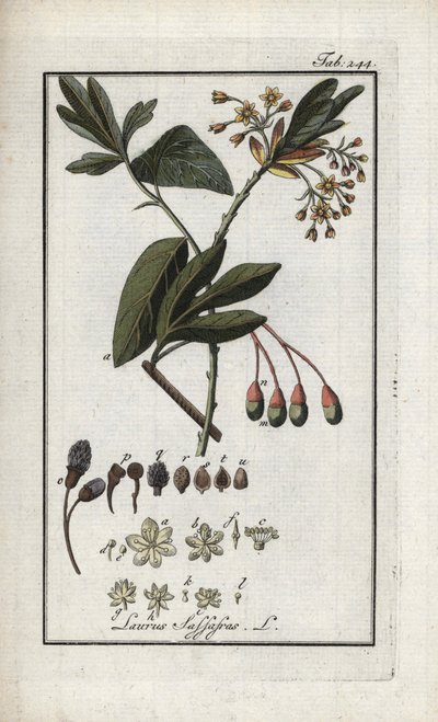 Sassofrasso albidum. Litografia da 