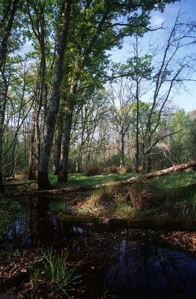 Italia, Regione Lazio, Parco Nazionale del Circeo, stagno nella Riserva della Biosfera da William Jennys