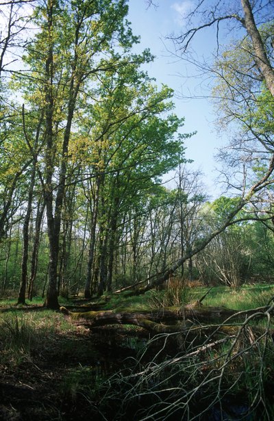Italia, Regione Lazio, Parco Nazionale del Circeo, stagno nella Riserva della Biosfera da William M. Timlin