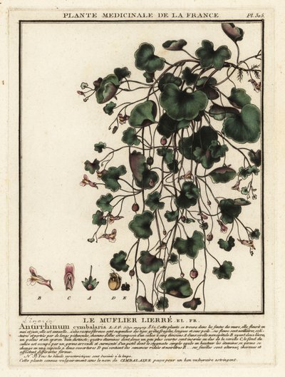 Cimbalaria, Cymbalaria muralis da Unbekannter Künstler