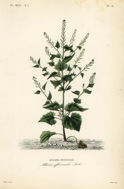 Alliaria, Alliaria petiolata da Unbekannt