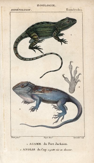 Jacky lashtail, Port Jackson agame, Amphibolurus muricatus, e Cape dwarf gecko, Cape anolis, Lygodactylus capensis. Incisione a mano colorata da Jussieu