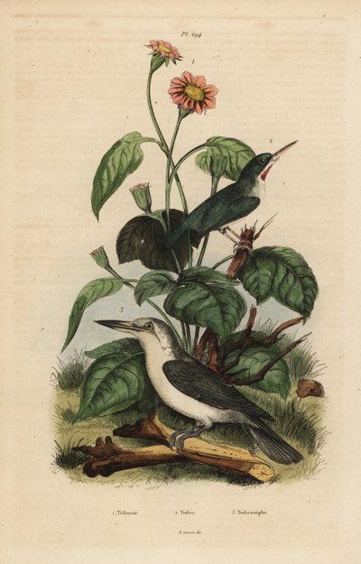 Todiro di Giamaica, Todus todus, martin pescatore di Mariana, Todiramphus albicilla, e girasole, Tithonia tagetiflora da Unbekannt