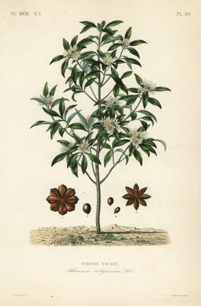 Illicium anisatum da Unbekannt