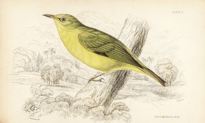 Occhio bianco di Giava, Zosterops flavus da Unbekannter Künstler