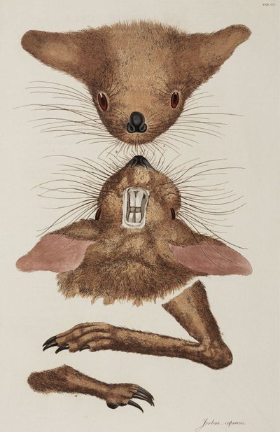 Jerboa da Unbekannter Künstler
