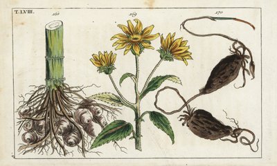 Topinambur, radice di Helianthus tuberosus da Unbekannter Künstler