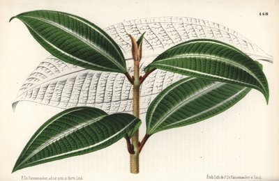 Varietà Johnnyberry, Miconia pulverulenta var trifasciata da Unbekannter Künstler
