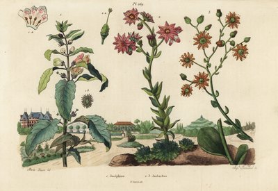 Pianta di Giuseppina, Josephinia imperatricis 1 e piante grasse, specie Crassula 2,3 da Unbekannt