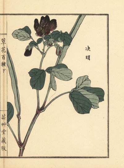 Ketsumei, senna cinese o sicklepod, Senna obtusifolia. Incisione a mano colorata su blocco di legno di Kono Bairei dal libro Kusa Bana Hyakushu (Cento varietà di fiori), Tokyo, Yamada da Unbekannter Künstler