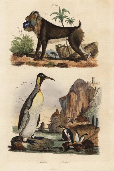 Pinguino reale, Aptenodytes patagonicus 1, e mandrillo, Mandrillus sphinx, vulnerabile, 2 da Unbekannt