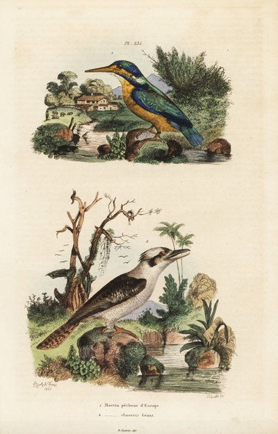 Martin pescatore, Alcedo atthis, e kookaburra ridente, Dacelo novaeguineae da Unbekannt