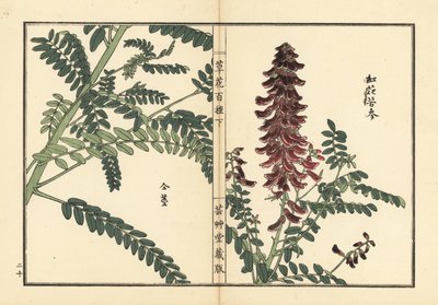 Kouka o kujin, Sophora flavescens. Radice usata nella medicina cinese come ku shen. Incisione a mano colorata su blocco di legno di Kono Bairei dal libro Kusa Bana Hyakushu (Cento varietà di fiori), Tokyo, Yamada da Unbekannter Künstler