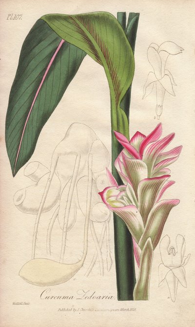 La Zedoaria (Curcuma zedoaria) - Acquaforte di William Clarke per illustrare “Botanica medica, descrizione delle piante medicinali di Londra, Edimburgo e Dublino” di John Stephenson e James Morss Churchill da Unbekannter Künstler