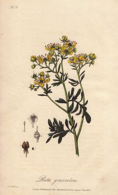 La ruta dei giardini o ruta fetida (Ruta graveolens) - Acquaforte di William Clarke per illustrare “Botanica medica, descrizione delle piante medicinali di Londra, Edimburgo e Dublino” di John Stephenson e James Morss Churchill da Unbekannter Künstler