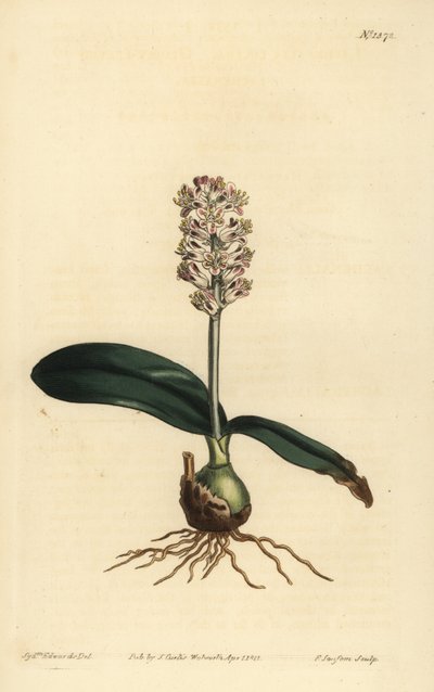 Lachenalia pallida (Lachenalia a foglie lucide, Lachenalia lucida) da Unbekannt