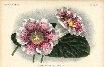 Ibrido di gloxinia a grandi fiori allevato da Ferd. Kegeljan, Gloxinia hybrida grandiflora. Cromolitografia di Pieter de Pannemaeker da un