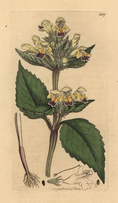 Canapa a fiori grandi, Galeopsis speciosa (Galeopsis versicolor) da Unbekannter Künstler