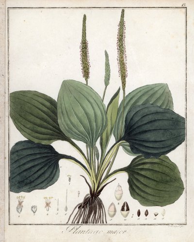 Piantaggine maggiore (o Piantaggine degli uccelli) - Litografia di F. Guimpel, estratta dalla botanica medica di Friedrich Gottlob Haynes (1763-1832), Berlino da Unbekannter Künstler