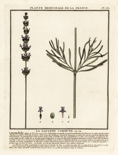 Lavandula angustifolia da Unbekannter Künstler
