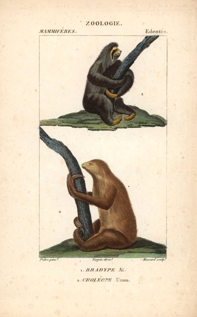 Bradipo tridattilo o ai o unau e bradipo di Hoffmann - Acquaforte di Jean Gabriel Pretre (1780-1845), inciso da Carnonkel, per il dizionario delle scienze naturali: mammiferi di Frederic Cuvier, a cura di Pierre Jean Francois Turpin (1775-1840), pubblicato da Unbekannter Künstler