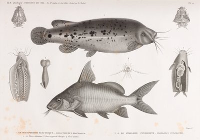 Il Malapteruro Elettrico e Il Pimelode Sinodonte da Unbekannt
