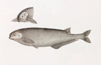Le Mormyre de Behbeyt da Unbekannt
