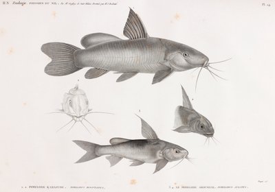 Il Pimelode Karafche e Il Pimelode Aboureal da Unbekannt