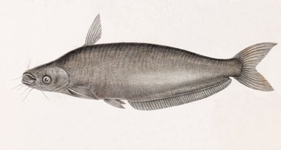 Il Siluro Schilbe da Unbekannt