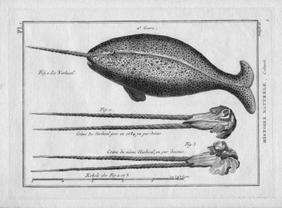 Le narvalin Painting Encyclopedique et Methodique des trois Regnes de la Nature di Pierre Joseph Bonnaterre, Parigi 1784 da Unbekannter Künstler