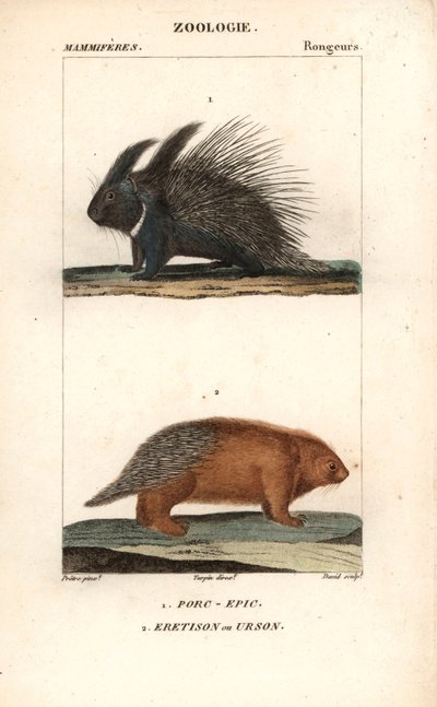 Il porcospino e l