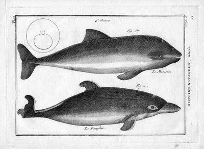 Il porpoise e il delfino in 