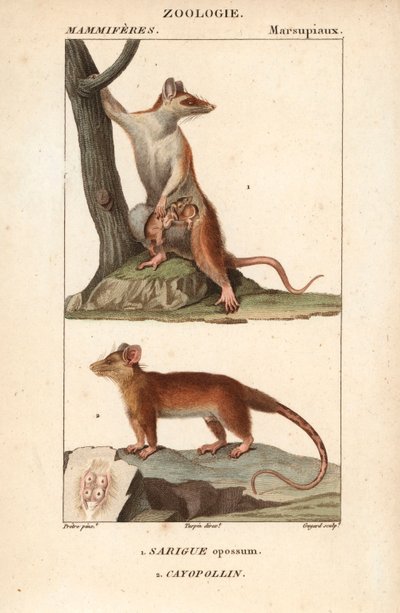 Il sarigue o opossum e il cayopollin da Unbekannter Künstler